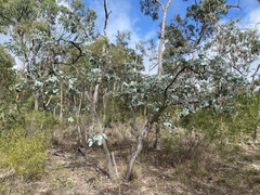 Eucalyptus shirleyi