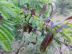 Senegalia macilenta