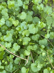 Pleurocoronis laphamioides