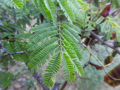 Senegalia macilenta