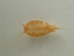 Atelurinae
