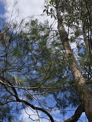 Casuarina glauca