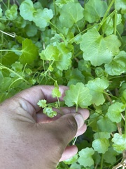 Pleurocoronis laphamioides