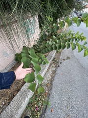 Ulmus glabra