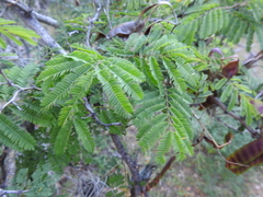 Senegalia macilenta