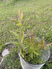 Quercus graciliformis