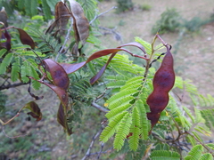Senegalia macilenta