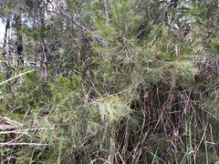 Casuarina glauca