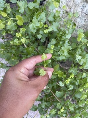 Pleurocoronis laphamioides