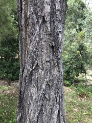 Eucalyptus crebra