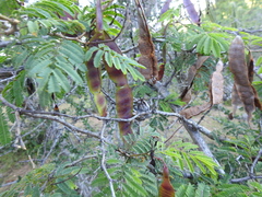 Senegalia macilenta