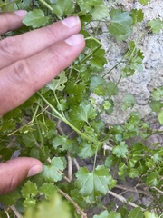 Pleurocoronis laphamioides