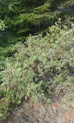 Quercus durata durata