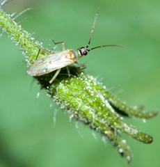 Engytatus modestus
