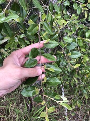 Petalostigma pubescens