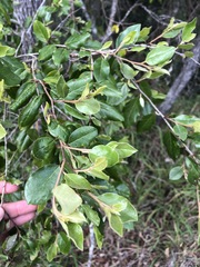 Petalostigma pubescens