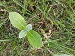 Calotropis gigantea
