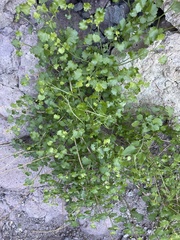Pleurocoronis laphamioides