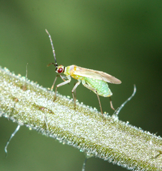 Engytatus modestus
