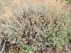 Artemisia bigelovii