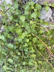 Pleurocoronis laphamioides