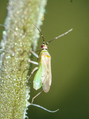 Engytatus modestus