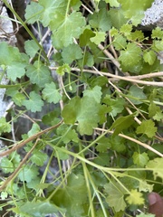 Pleurocoronis laphamioides