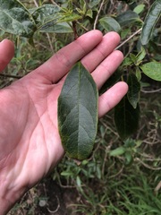 Clerodendrum floribundum