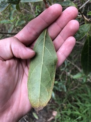 Clerodendrum floribundum