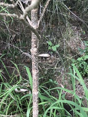 Clerodendrum floribundum