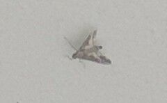 Sameodes cancellalis