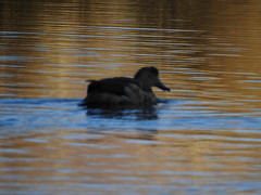 Lophonetta specularioides
