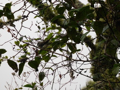 Mecocerculus leucophrys