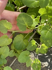 Pleurocoronis laphamioides