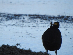 Fulica gigantea