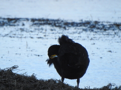 Fulica gigantea