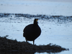 Fulica gigantea