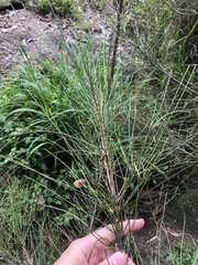 Casuarina glauca
