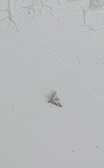 Sameodes cancellalis