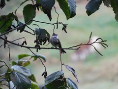 Mecocerculus leucophrys