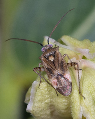 Polymerus