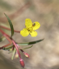 Camissonia strigulosa