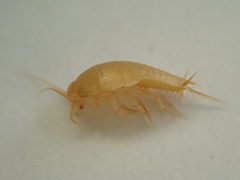 Atelurinae