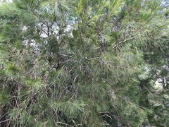 Casuarina glauca
