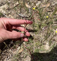 Camissonia strigulosa