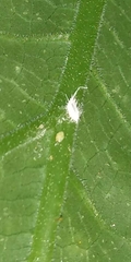 Pseudococcus