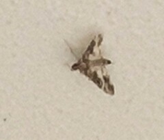 Sameodes cancellalis