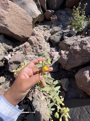 Horsfordia newberryi