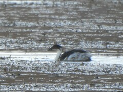 Podiceps occipitalis