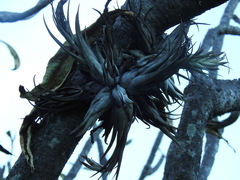 Tillandsia circinnatioides